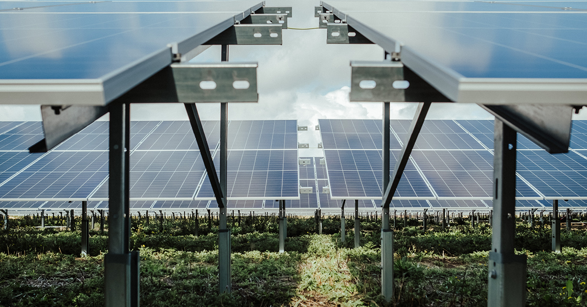 An image of a social farm with a blue sky in the background and the sun reflecting off of the solar panels.